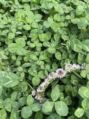 どんな自分になりたいか