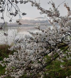 お花見に縁がなかった春の続き